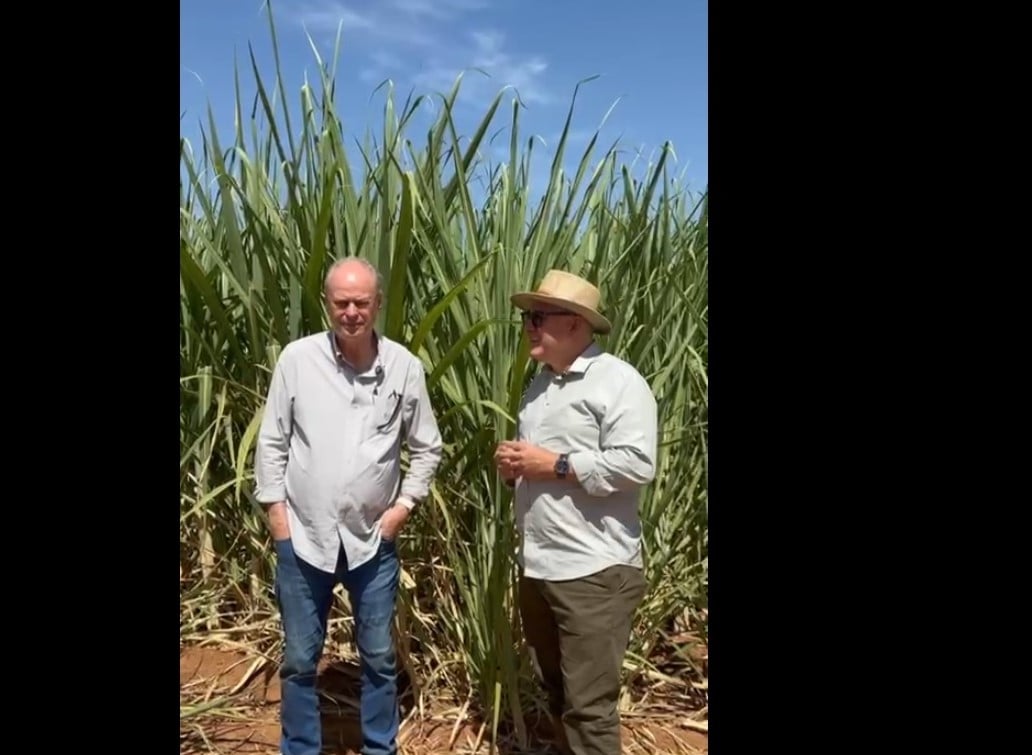 O solo regenerado eleva a produção de açúcar por hectare?
