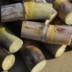 Imagem: Gustavo Porpino