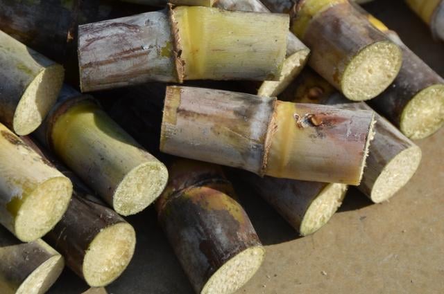 Imagem: Gustavo Porpino