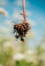 Parceria entre Cargill e USP contará com as investigações de 11 mestres e doutores sobre plantas de cobertura e seus efeitos na agricultura brasileira