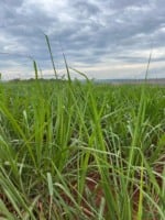 Cigarrinha-das-raízes: a praga que pode tirar até 40 toneladas por hectare dos canaviais