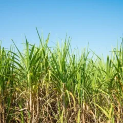 A falta de ganhos de produtividade de cana pode estar associada ao uso de variedades antigas