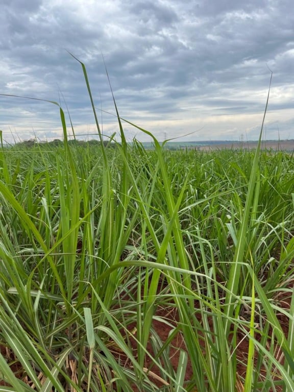Cigarrinha-das-raízes: a praga que pode tirar até 40 toneladas por hectare dos canaviais