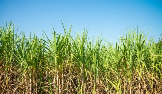 A falta de ganhos de produtividade de cana pode estar associada ao uso de variedades antigas