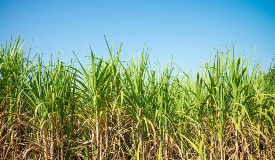 A falta de ganhos de produtividade de cana pode estar associada ao uso de variedades antigas A falta de ganhos de produtividade de cana pode estar associada ao uso de variedades antigas