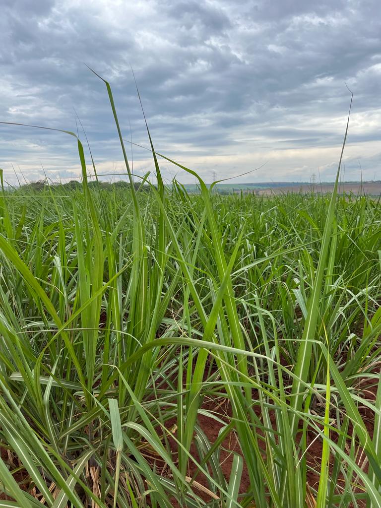 Cigarrinha-das-raízes: a praga que pode tirar até 40 toneladas por hectare dos canaviais