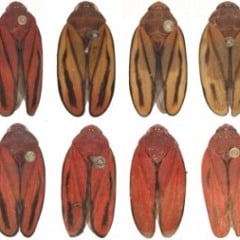 Acima, exemplares da nova espécie de cigarrinha-da-cana; abaixo, de M. fimbriolata: sem a genética, diferenciação só é possível analisando a genitália do macho (foto: Andressa Paladini/UFPR)