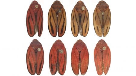 Acima, exemplares da nova espécie de cigarrinha-da-cana; abaixo, de M. fimbriolata: sem a genética, diferenciação só é possível analisando a genitália do macho (foto: Andressa Paladini/UFPR)