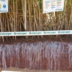 Estratégias de manejo e biotecnologia Microgeo no solo levam produtor a dobrar a produtividade da cana