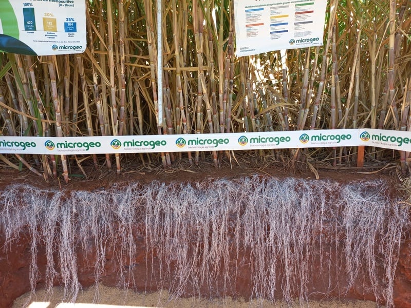 Estratégias de manejo e biotecnologia Microgeo no solo levam produtor a dobrar a produtividade da cana