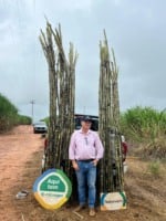 Produtor rompe barreira das 160 t/ha com manejo microbiológico de solo na cana
