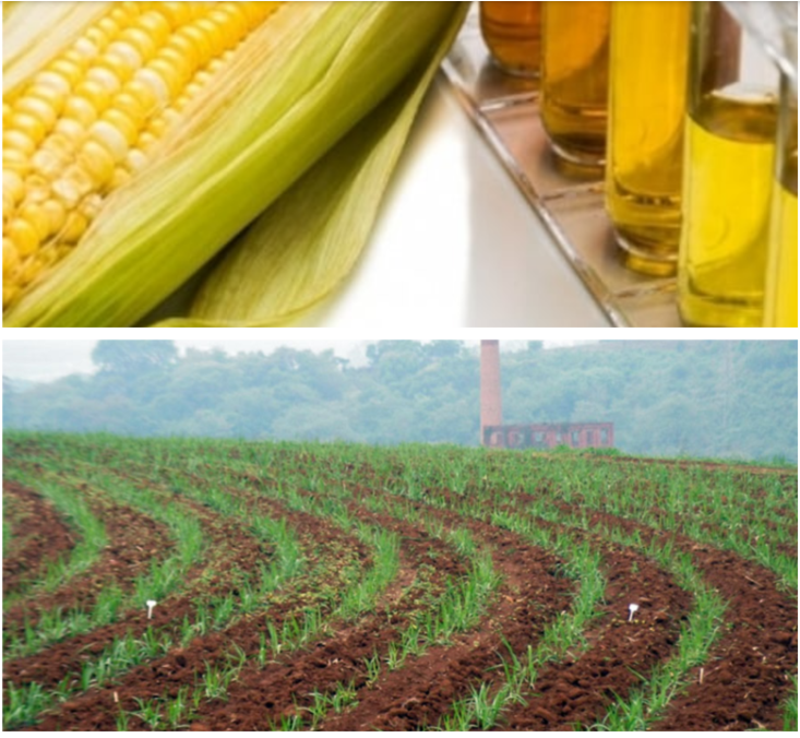 Etanol de milho ou de cana? Competição ou cooperação?