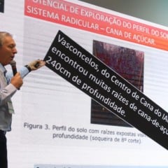 Compactação e raízes fracas roubam até 30 t/ha do canavial