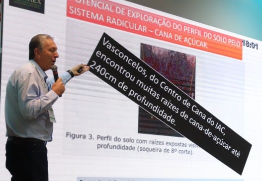 Compactação e raízes fracas roubam até 30 t/ha do canavial