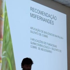 Estratégias para enfrentar a murcha da cana, segundo Michel Fernandes