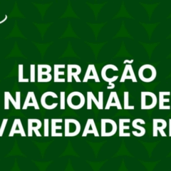 Vêm aí 18 novas variedades de cana-de-açúcar da RIDESA