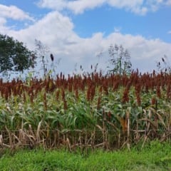 Pindorama inicia produção de etanol de sorgo em Alagoas