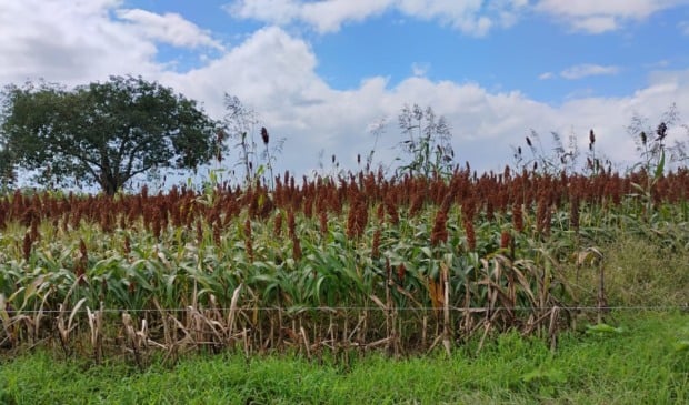 Pindorama inicia produção de etanol de sorgo em Alagoas