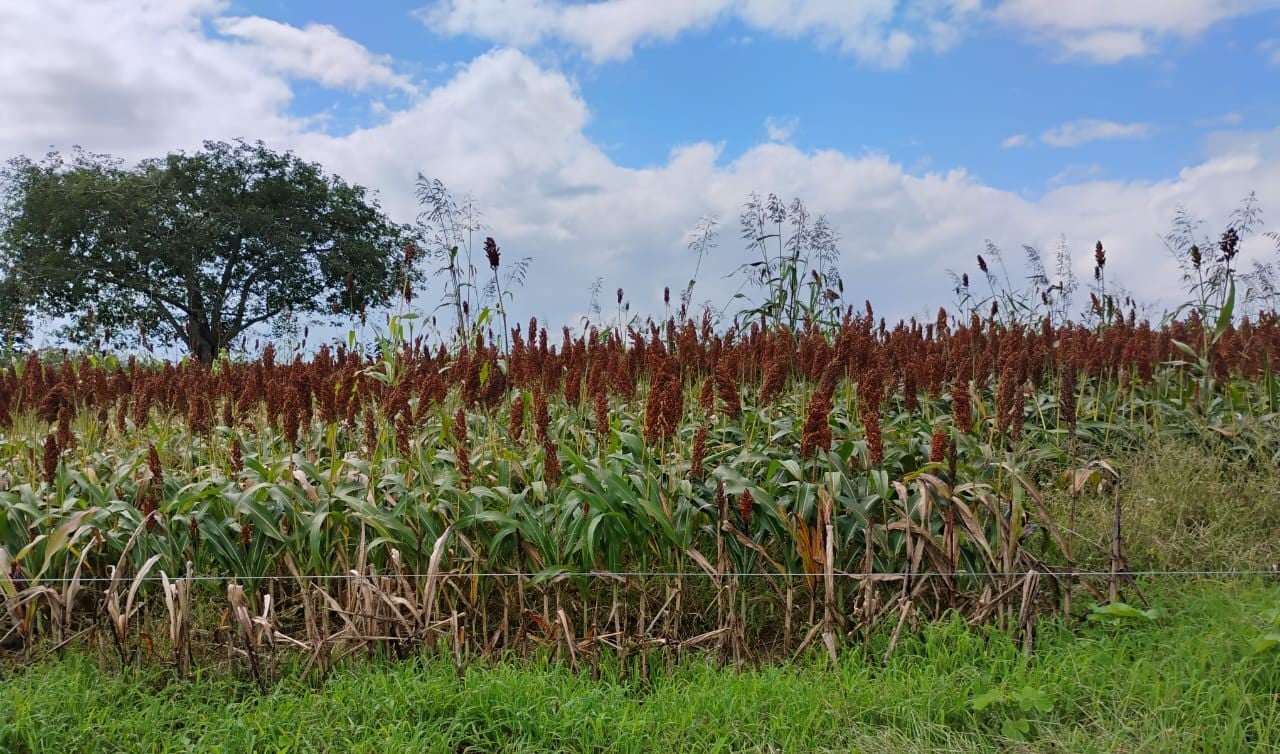 Pindorama inicia produção de etanol de sorgo em Alagoas