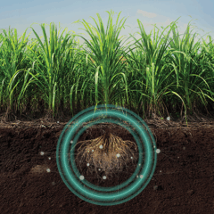 QUARTZO®: o bionematicida preferido dos produtores de cana do Brasil