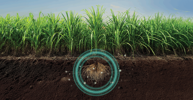 QUARTZO®: o bionematicida preferido dos produtores de cana do Brasil