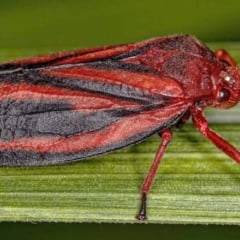 Espécime adulto de Mahanarva spectabilis em vista lateral. Crédito: Rodrigo Souza Santos Samara Araújo da Silva/ Creative Commons Licence (CC-By)