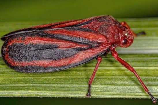 Espécime adulto de Mahanarva spectabilis em vista lateral. Crédito: Rodrigo Souza Santos Samara Araújo da Silva/ Creative Commons Licence (CC-By)