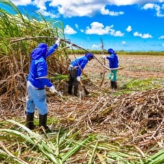 Entidades do Nordeste clamam por ajuda para superar crise no setor canavieiro