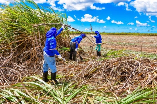 Entidades do Nordeste clamam por ajuda para superar crise no setor canavieiro