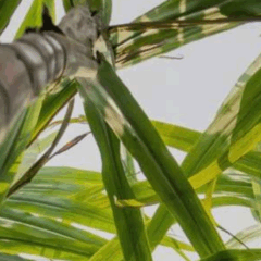 Por que a oferta de cana em São Paulo deve cair 5,2% ante a safra anterior