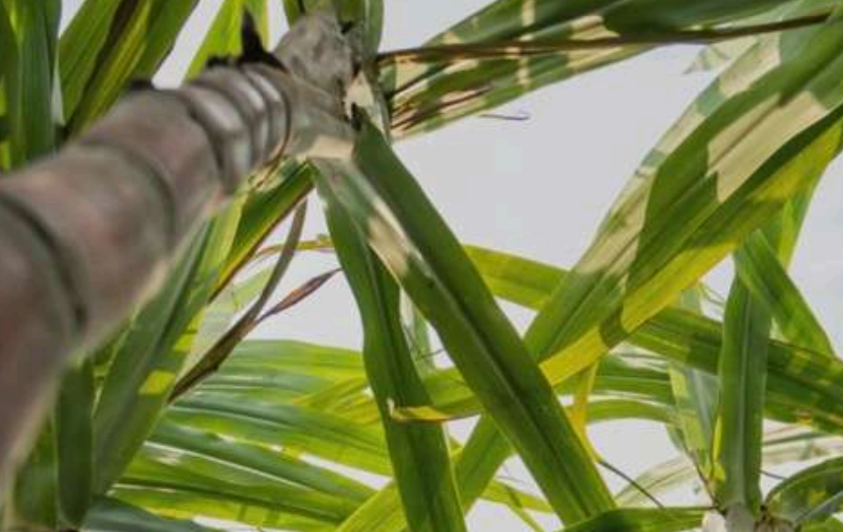 Por que a oferta de cana em São Paulo deve cair 5,2% ante a safra anterior