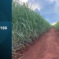 Novas variedades de cana apresentam alto potencial produtivo