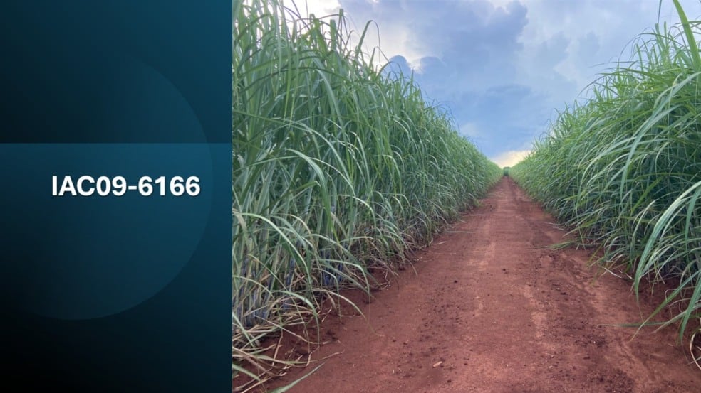 Novas variedades de cana apresentam alto potencial produtivo