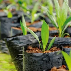 Imagem: Divulgação/AGropalma