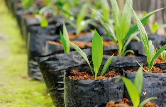 Imagem: Divulgação/AGropalma