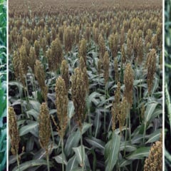 Milho, sorgo, trigo (da esq. para dir.): diversificar fontes pode elevar a oferta de etanol (Léo Ramos Chaves / Revista Pesquisa FAPESP)