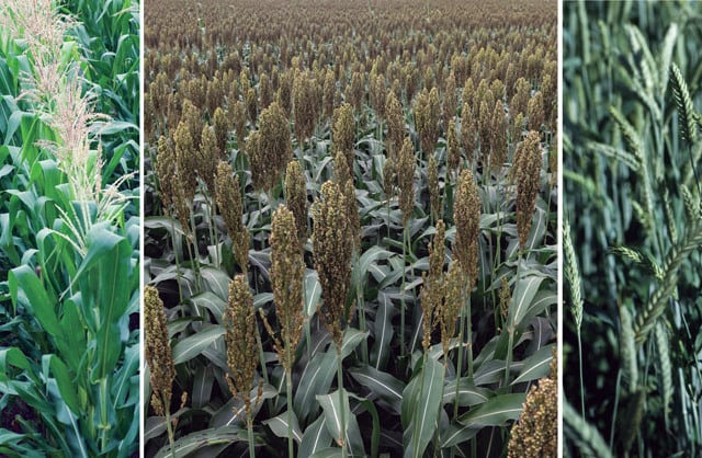 Milho, sorgo, trigo (da esq. para dir.): diversificar fontes pode elevar a oferta de etanol (Léo Ramos Chaves / Revista Pesquisa FAPESP)