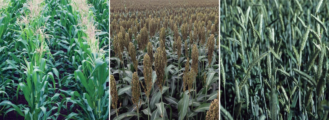 Milho, sorgo, trigo (da esq. para dir.): diversificar fontes pode elevar a oferta de etanol (Léo Ramos Chaves / Revista Pesquisa FAPESP)