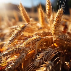 5 destaques da primeira usina de etanol de trigo do Brasil