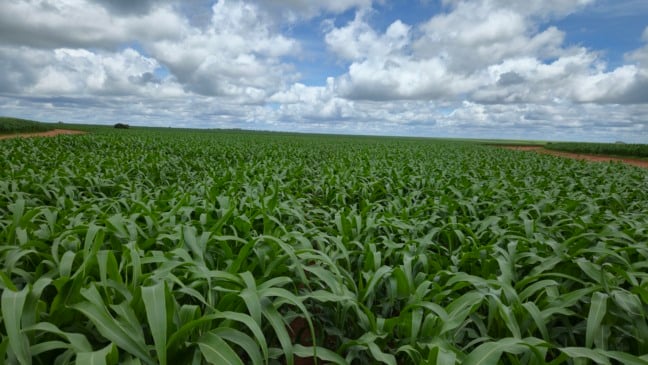 BioMilho Brasil 2026 reúne estrategistas do etanol de milho no país