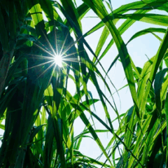 Timbro: entrada no mercado de I-RECs e avanços na agenda ESG