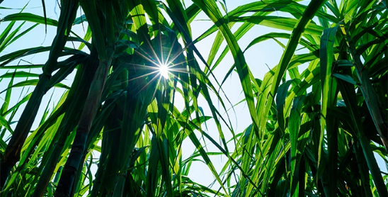 Timbro: entrada no mercado de I-RECs e avanços na agenda ESG