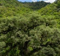 Uma registradora valida, emite e acompanha cada cr&eacute;dito de carbono, garantindo que seja &uacute;nico, verific&aacute;vel e rastre&aacute;vel. Sem registro, o cr&eacute;dito n&atilde;o existe, nem para quem precisa cumprir metas de descarboniza&ccedil;&atilde;o, nem para quem deseja vender seus resultados ambientais (foto: Fernando Fraz&atilde;o/Ag&ecirc;ncia Brasil)