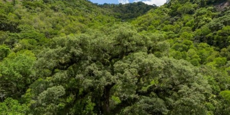 Uma registradora valida, emite e acompanha cada crédito de carbono, garantindo que seja único, verificável e rastreável. Sem registro, o crédito não existe, nem para quem precisa cumprir metas de descarbonização, nem para quem deseja vender seus resultados ambientais (foto: Fernando Frazão/Agência Brasil)