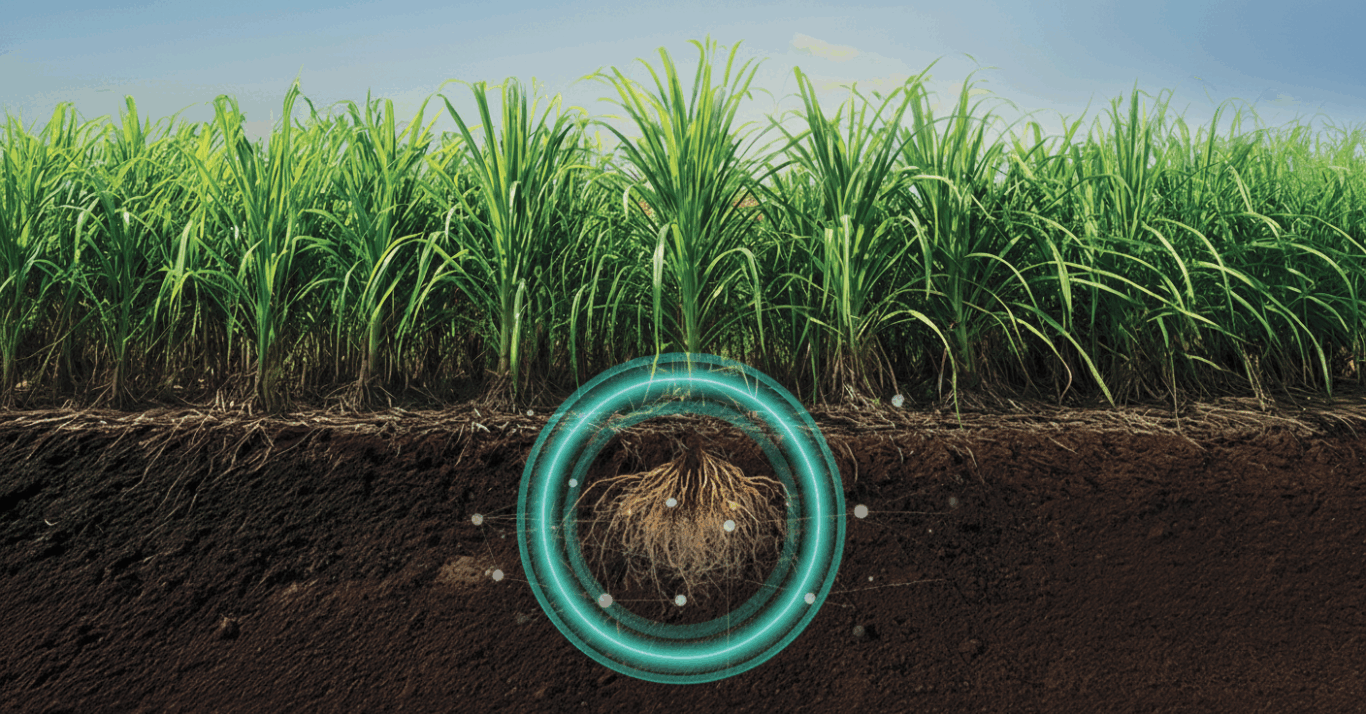 QUARTZO®: O BIONEMATICIDA PREFERIDO DOS PRODUTORES DE CANA DO BRASIL