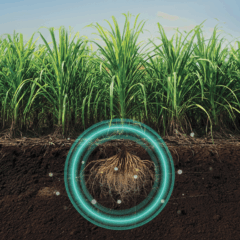 QUARTZO®: O BIONEMATICIDA PREFERIDO DOS PRODUTORES DE CANA DO BRASIL