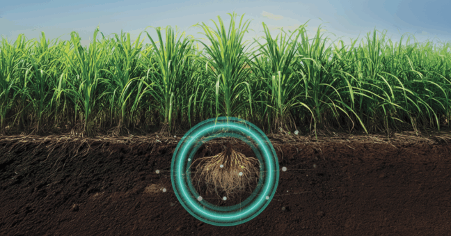 QUARTZO®: O BIONEMATICIDA PREFERIDO DOS PRODUTORES DE CANA DO BRASIL