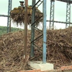 Saiba como vai a safra 2025/26 nas usinas de Alagoas