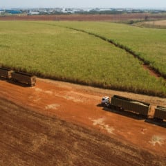 A operação envolve cerca de 750 caminhões no transporte de cana, com previsão de transportar 45 milhões de toneladas até o final da safra