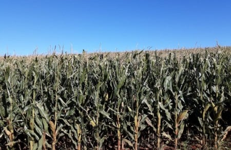 A safra nacional de cereais, leguminosas e oleaginosas em 2025 foi 18% maior do que a de 2024, recorde da série histórica. Arroz, milho e soja são os três principais produtos, que, somados, representam 93% da estimativa de produção e 88% da área a ser colhida (foto: Conab/divulgação)